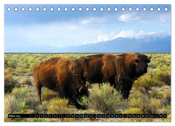 Produktbild: Wisent und Bison (Tischkalender 2026 DIN A5 quer), CALVENDO Monatskalender
