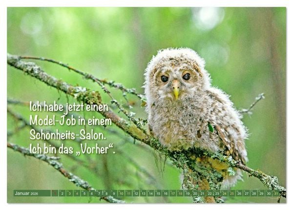 Produktbild: Die Eulen sind los: Edition lustige Tiere (Tischkalender 2026 DIN A5 quer), CALVENDO Monatskalender