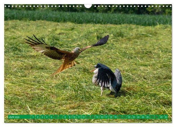 Produktbild: Greifv&ouml;gel - wild und sch&ouml;n (Wandkalender 2026 DIN A3 quer), CALVENDO Monatskalender