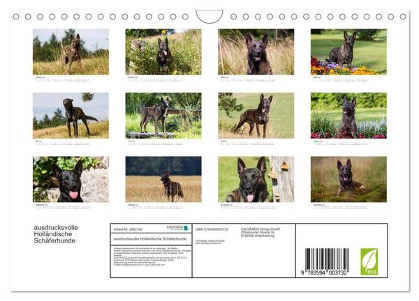 Produktbild: ausdrucksvolle Holl&auml;ndische Sch&auml;ferhunde (Wandkalender 2027 DIN A4 quer), CALVENDO Monatskalender