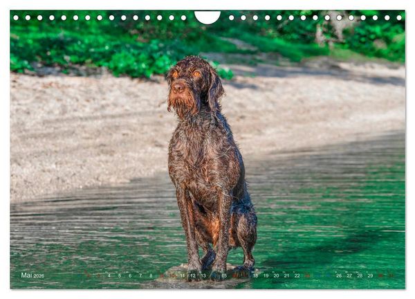 Produktbild: Deutsch Drahthaar - Ein Jahr mit Max (Wandkalender 2026 DIN A4 quer), CALVENDO Monatskalender