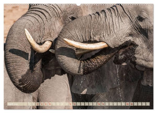 Produktbild: Chobe River - Eine spannende Flussfahrt in Botswana (Wandkalender 2026 DIN A2 quer), CALVENDO Monatskalender