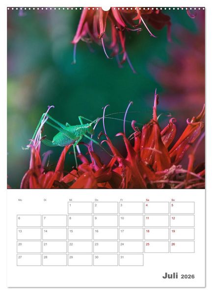 Produktbild: Helden in der Natur (Wandkalender 2026 DIN A2 hoch), CALVENDO Monatskalender