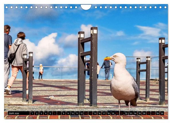 Produktbild: Sylt - Das nordfriesische Ereignis (Wandkalender 2026 DIN A4 quer), CALVENDO Monatskalender