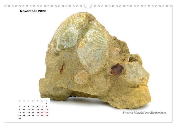 Produktbild: Fossilien - Ammoniten, Trilobiten, Erdgeschichte (Wandkalender 2026 DIN A3 quer), CALVENDO Monatskalender