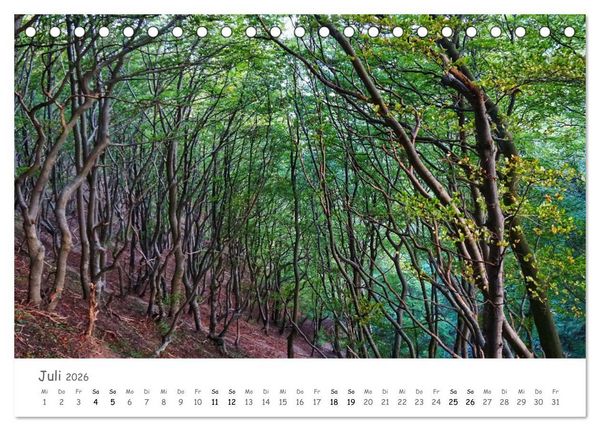 Produktbild: Wald - bezaubernde W&auml;lder (Tischkalender 2026 DIN A5 quer), CALVENDO Monatskalender