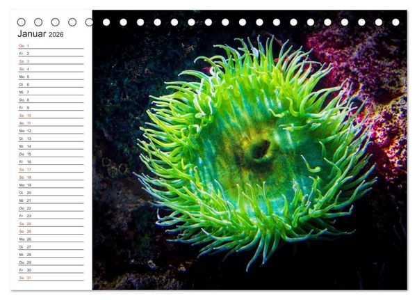 Produktbild: Die Farben der Ozeanwelt (Tischkalender 2026 DIN A5 quer), CALVENDO Monatskalender