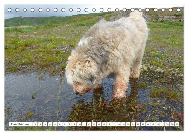 Produktbild: Tibet-Terrier - Eine Hunderasse mit Charakter (Tischkalender 2027 DIN A5 quer), CALVENDO Monatskalender