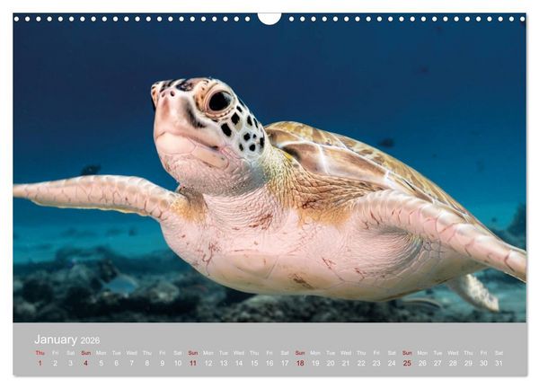Produktbild: Caribbean Sea Turtles (Wall Calendar 2026 DIN A3 landscape), CALVENDO 12 Month Wall Calendar
