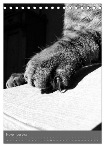 Produktbild: Sonja Heller Katzen in SW-Portraits (Tischkalender 2026 DIN A5 hoch), CALVENDO Monatskalender