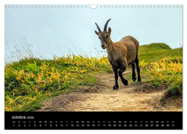Produktbild: Bouquetins des Alpes (Calendrier mural 2026 DIN A3 vertical), CALVENDO calendrier mensuel