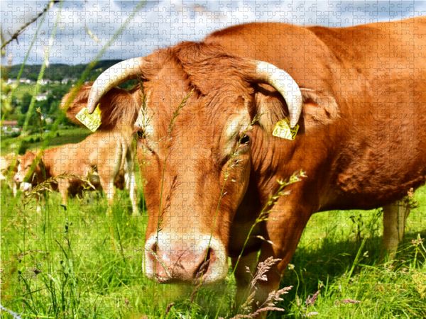 Produktbild: CALVENDO Puzzle Gutm&uuml;tig und unbesorgt betrachtet das neugierige Rind das Tun des Fotografen. 1000 Teile Lege-Gr&ouml;&szlig;e 64 x 48 cm Foto-Puzzle Bild von Jean-Louis Glineur