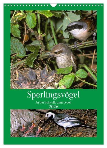 Sperlingsvögel an der Schwelle zum Leben (Wandkalender 2026 DIN A3 hoch), CALVENDO Monatskalender