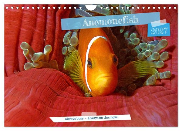Produktbild: Anemonefish - always busy - always on the move (Wall Calendar 2027 DIN A4 landscape), CALVENDO 12 Month Wall Calendar