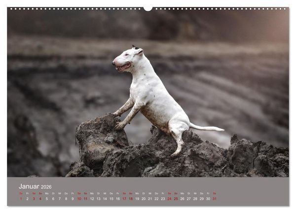 Produktbild: Fantastische Bullterrier - Sieger im Herzen (Wandkalender 2026 DIN A2 quer), CALVENDO Monatskalender