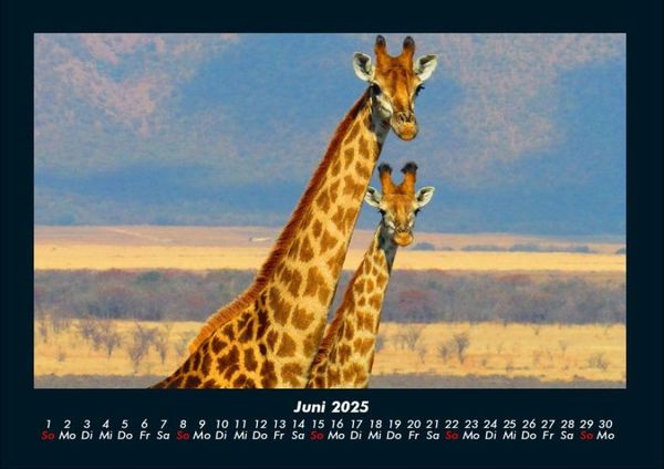 Produktbild: Giraffen 2025 Fotokalender DIN A4