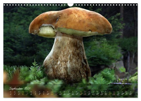 Produktbild: Pilze - die Stars der Waldb&uuml;hne (Wandkalender 2027 DIN A3 quer), CALVENDO Monatskalender