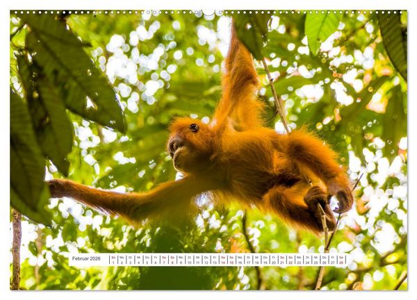 Produktbild: Gunung Leuser Nationalpark und seine Orang Utans (Wandkalender 2026 DIN A2 quer), CALVENDO Monatskalender