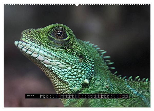 Produktbild: Exoten-Kalender (Wandkalender 2026 DIN A2 quer), CALVENDO Monatskalender