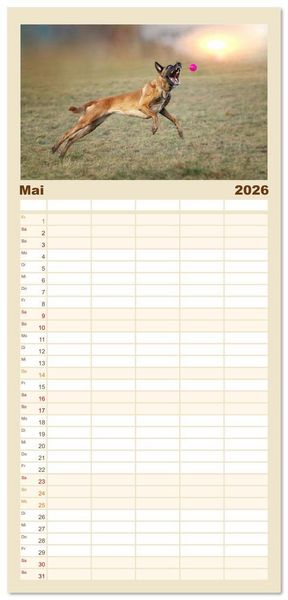 Produktbild: Familienplaner 2026 - Mit dem Malinois durch das Jahr mit 5 Spalten (Wandkalender, 21 x 45 cm) CALVENDO