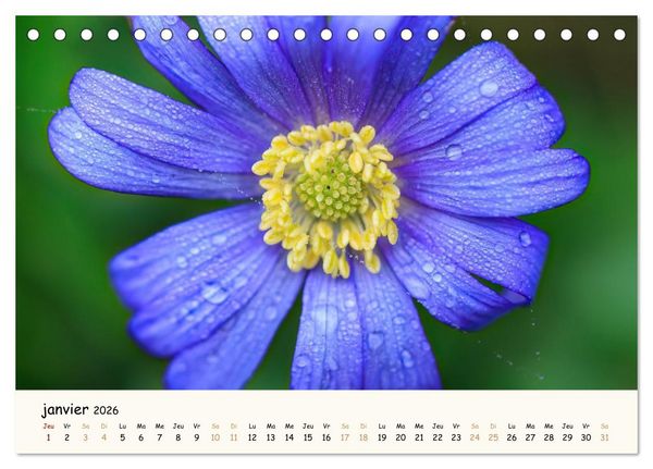 Produktbild: Au c&oelig;ur des fleurs (Calendrier de bureau 2026 DIN A5 vertical), CALVENDO calendrier mensuel