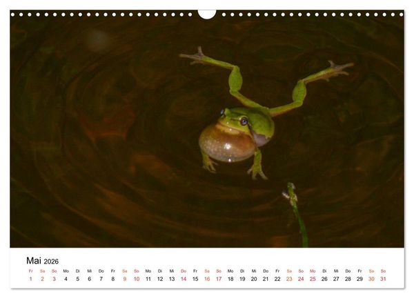 Produktbild: Besucher im Garten - Laubfr&ouml;sche (Wandkalender 2026 DIN A3 quer), CALVENDO Monatskalender