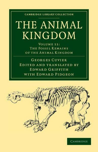 Produktbild: The Animal Kingdom - Volume 11