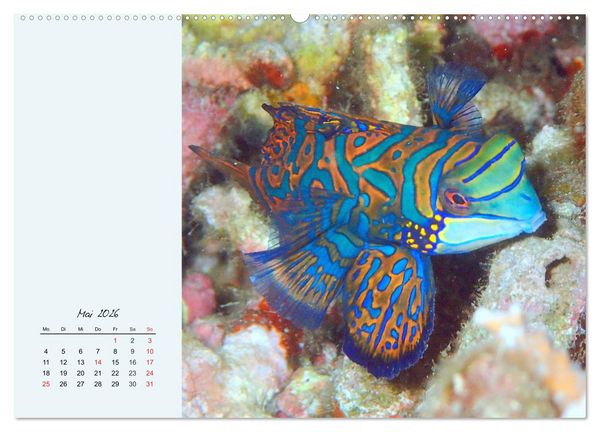 Produktbild: Salzwasseraquarium. Meeresfische im heimischen Wohnzimmer (Wandkalender 2026 DIN A2 quer), CALVENDO Monatskalender