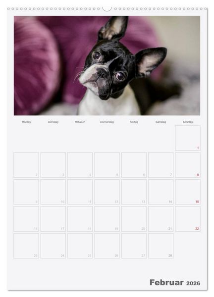 Produktbild: Boston Terrier der Hund 2026 (hochwertiger Premium Wandkalender 2026 DIN A2 hoch), Kunstdruck in Hochglanz