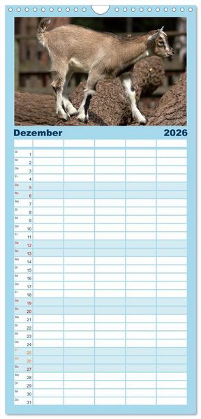 Produktbild: Familienplaner 2026 - Zwergziegen mit 5 Spalten (Wandkalender, 21 x 45 cm) CALVENDO