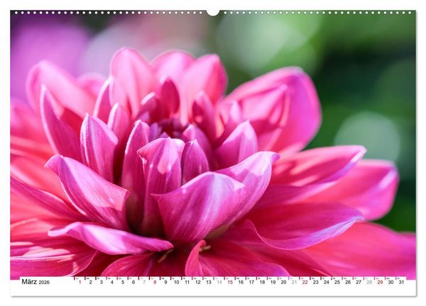 Produktbild: Dahlien-Kronen (Wandkalender 2026 DIN A2 quer), CALVENDO Monatskalender
