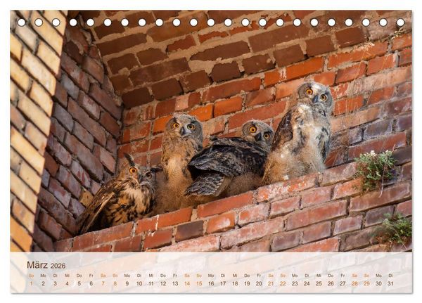 Produktbild: Uhu Highlights (Tischkalender 2026 DIN A5 quer), CALVENDO Monatskalender