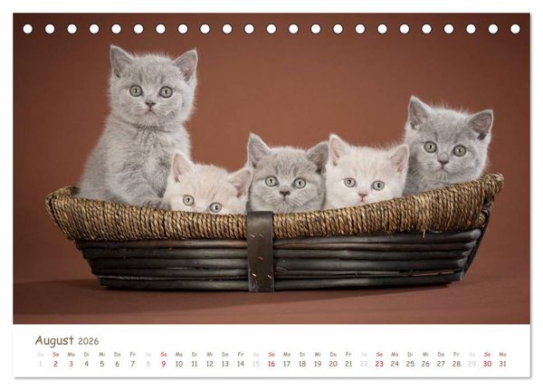 Produktbild: Die Britisch Kurzhaar (Tischkalender 2026 DIN A5 quer), CALVENDO Monatskalender