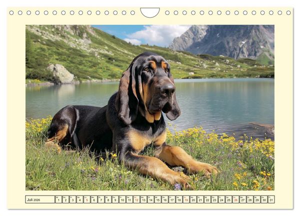 Produktbild: Bloodhound Momente. Zielstrebige Schn&uuml;ffler mit treuer Seele (Wandkalender 2026 DIN A4 quer), CALVENDO Monatskalender