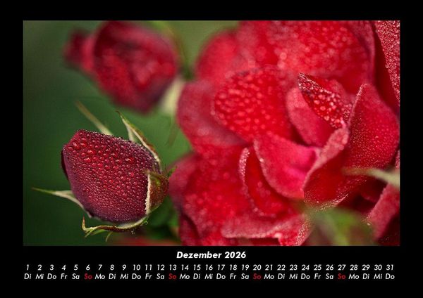 Produktbild: Rosentraum 2026 Fotokalender DIN A3