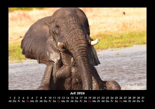 Produktbild: Der Elefantenkalender 2026 Fotokalender DIN A3