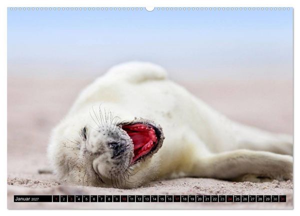 Produktbild: Robbenbabys (hochwertiger Premium Wandkalender 2027 DIN A2 quer), Kunstdruck in Hochglanz