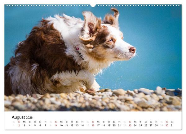 Produktbild: Australian Shepherd - Traum auf vier Pfoten (Wandkalender 2026 DIN A2 quer), CALVENDO Monatskalender