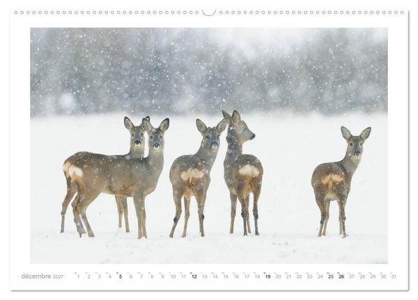 Produktbild: Un an avec des chevreuils (Calendrier mural haut de gamme 2027 DIN A2 vertical), CALVENDO calendrier mensuel