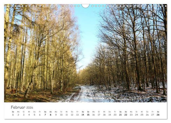 Produktbild: Wald - bezaubernde W&auml;lder (Wandkalender 2026 DIN A3 quer), CALVENDO Monatskalender