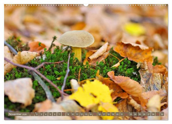 Produktbild: Die bunte Welt der Pilze (Wandkalender 2026 DIN A2 quer), CALVENDO Monatskalender