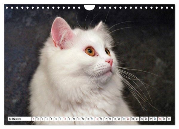 Produktbild: Die Perserkatze - Farbschlag Wei&szlig; (Wandkalender 2026 DIN A4 quer), CALVENDO Monatskalender