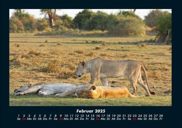 Produktbild: L&ouml;wen in der Wildnis 2025 Fotokalender DIN A4