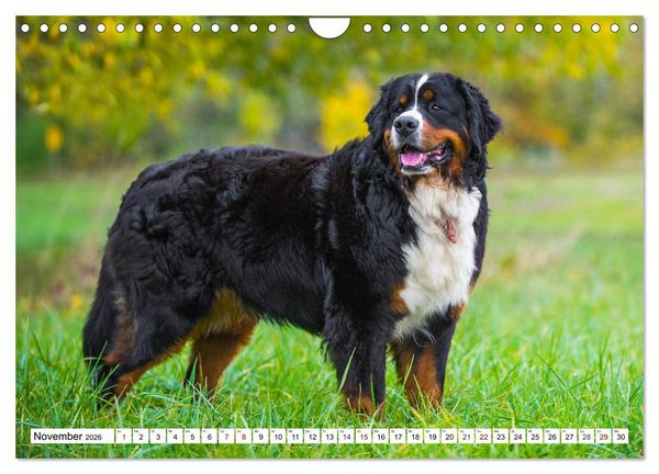 Produktbild: Faszinierende Sch&ouml;nheit Berner Sennenhund (Wandkalender 2026 DIN A4 quer), CALVENDO Monatskalender