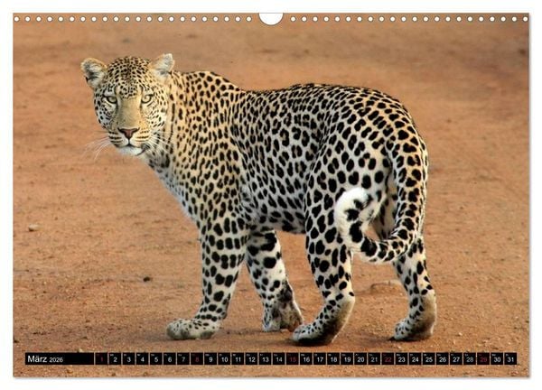 Produktbild: Die Lautlosen. Geparden und Leoparden (Wandkalender 2026 DIN A3 quer), CALVENDO Monatskalender