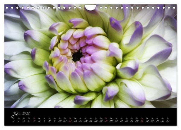 Produktbild: Floral Portraits - Blumen Impression (Wandkalender 2026 DIN A4 quer), CALVENDO Monatskalender