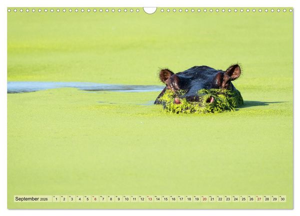 Produktbild: Wildes Okavangodelta (Wandkalender 2026 DIN A3 quer), CALVENDO Monatskalender