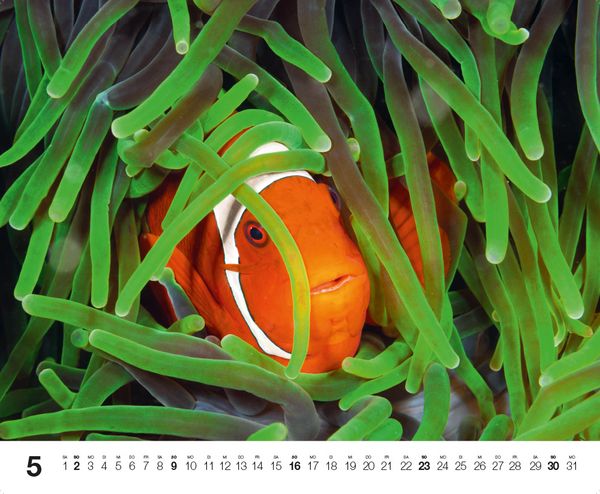 Produktbild: Dive 2027