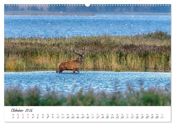 Produktbild: Mein Fischland! Unterwegs auf dem Dar&szlig; (hochwertiger Premium Wandkalender 2026 DIN A2 quer), Kunstdruck in Hochglanz