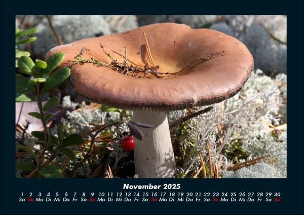 Produktbild: Pilzkalender 2025 Fotokalender DIN A4
